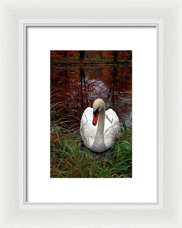 Autumn Nature Photography - Framed Print