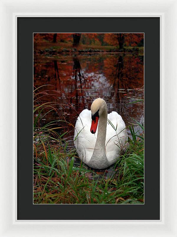 Autumn Nature Photography - Framed Print