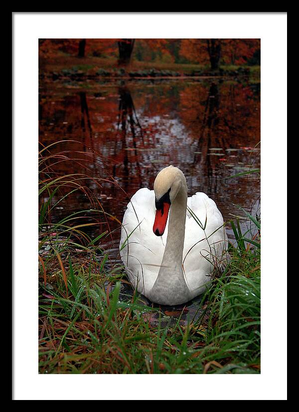 Autumn Nature Photography - Framed Print