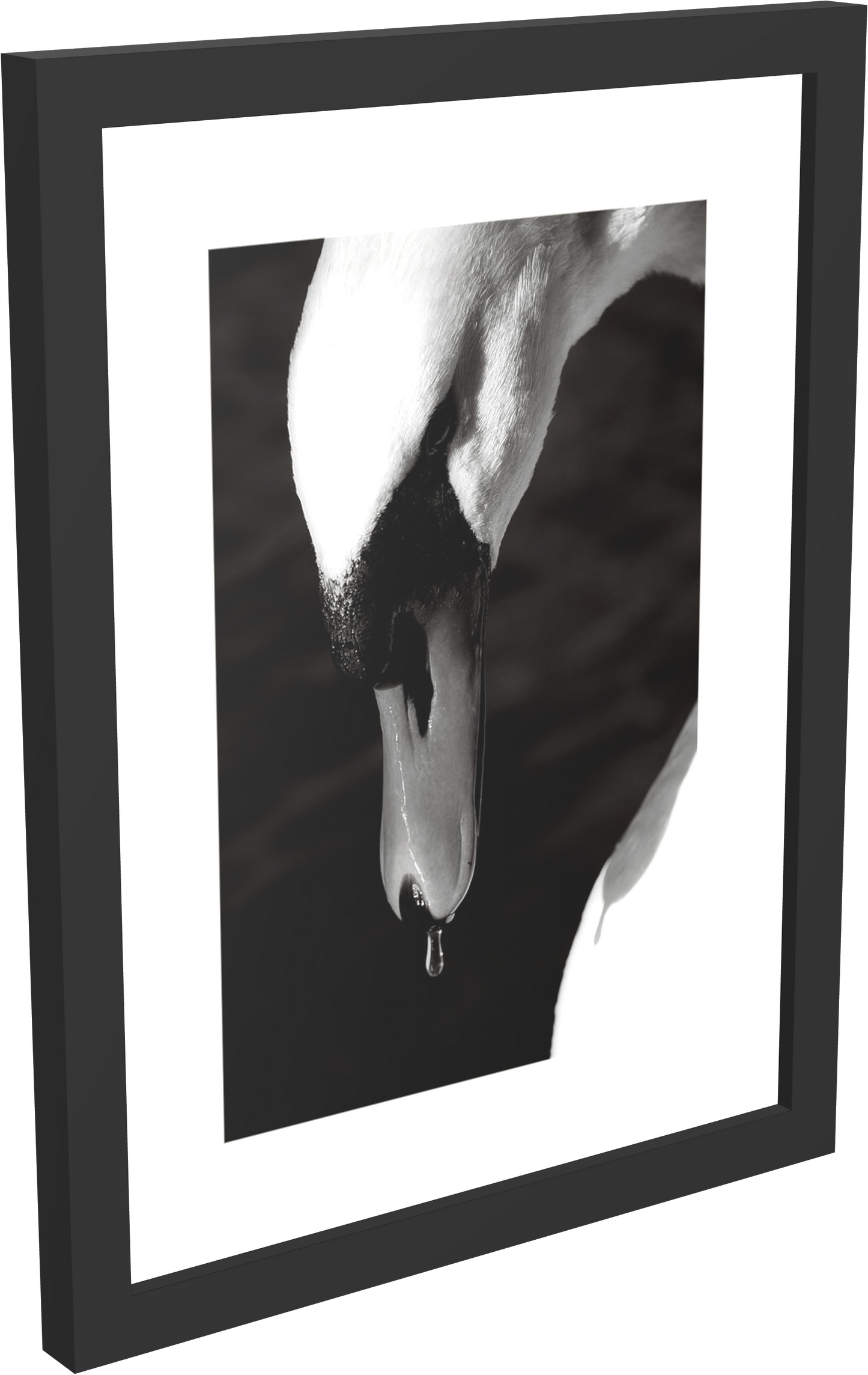 Amazing Birds Photos - Framed Print