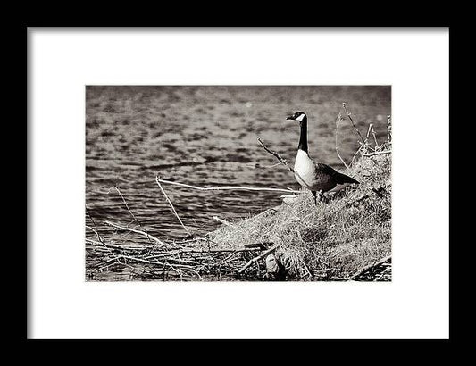 Canadian Goose Black and White - Framed Print