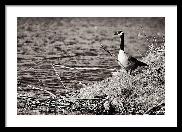 Canadian Goose Black and White - Framed Print