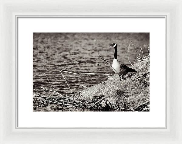 Canadian Goose Black and White - Framed Print