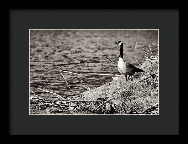 Canadian Goose Black and White - Framed Print