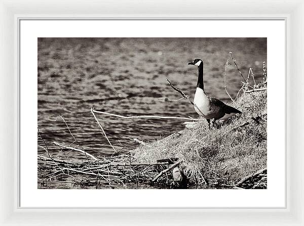 Canadian Goose Black and White - Framed Print