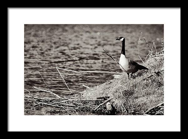 Canadian Goose Black and White - Framed Print