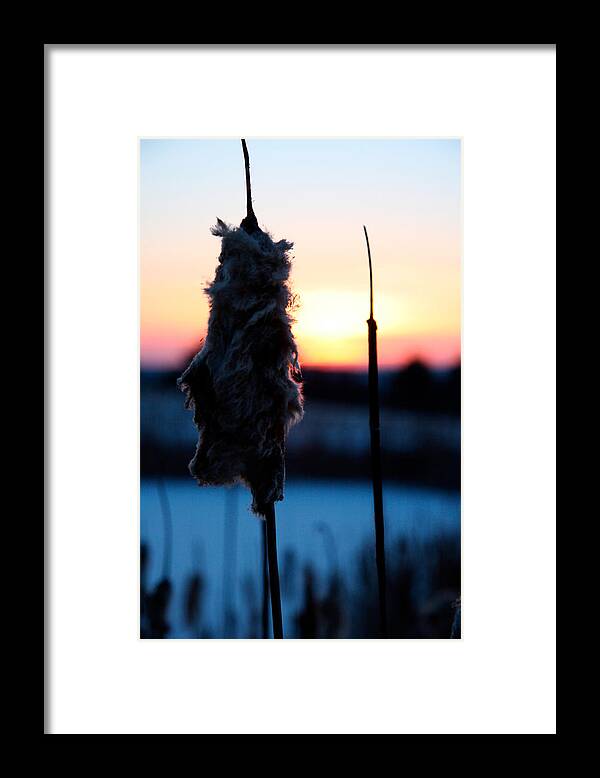 Images of Cattails - Framed Print