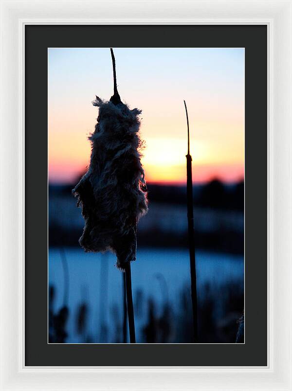 Images of Cattails - Framed Print