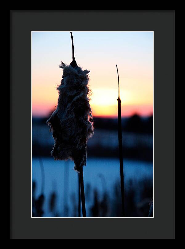 Images of Cattails - Framed Print