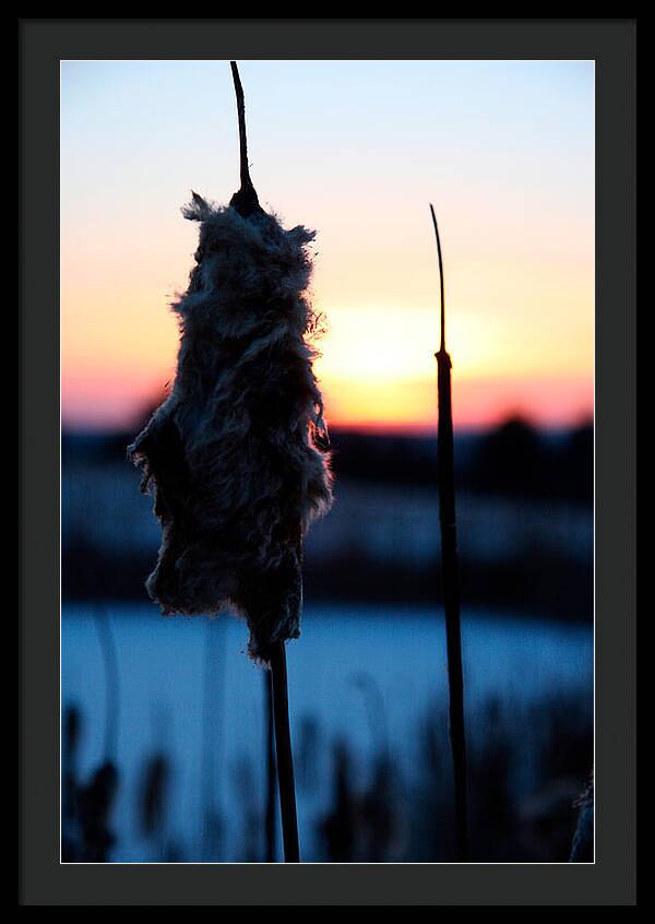 Images of Cattails - Framed Print