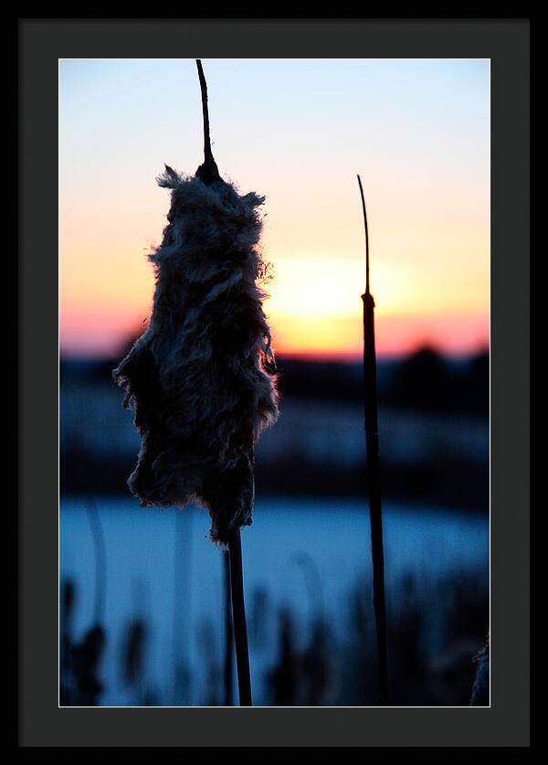 Images of Cattails - Framed Print