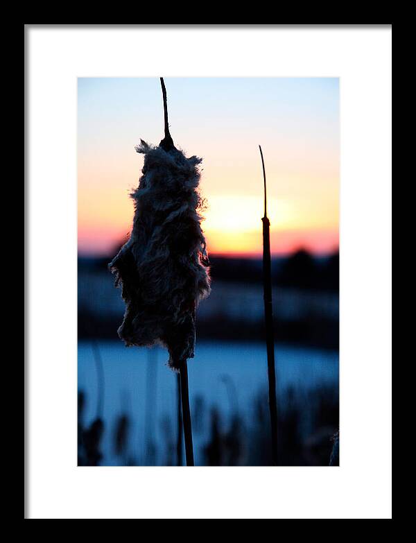 Images of Cattails - Framed Print