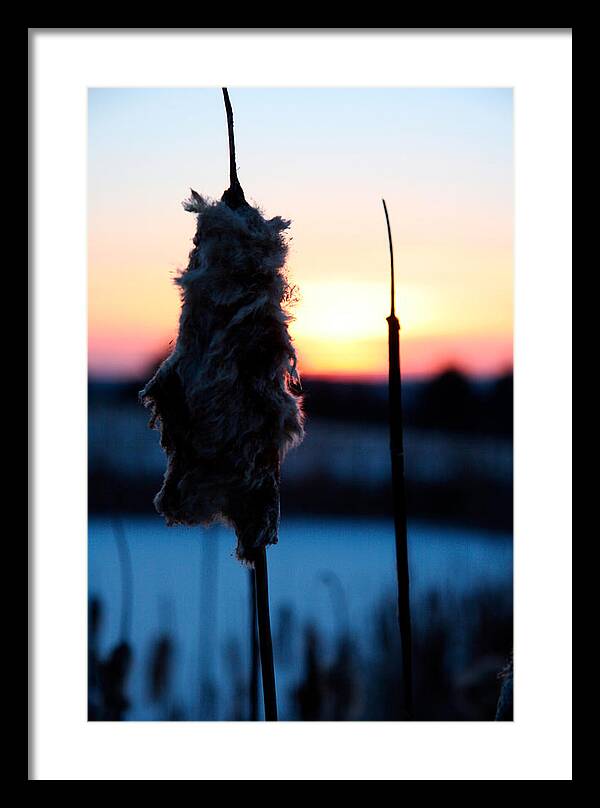 Images of Cattails - Framed Print