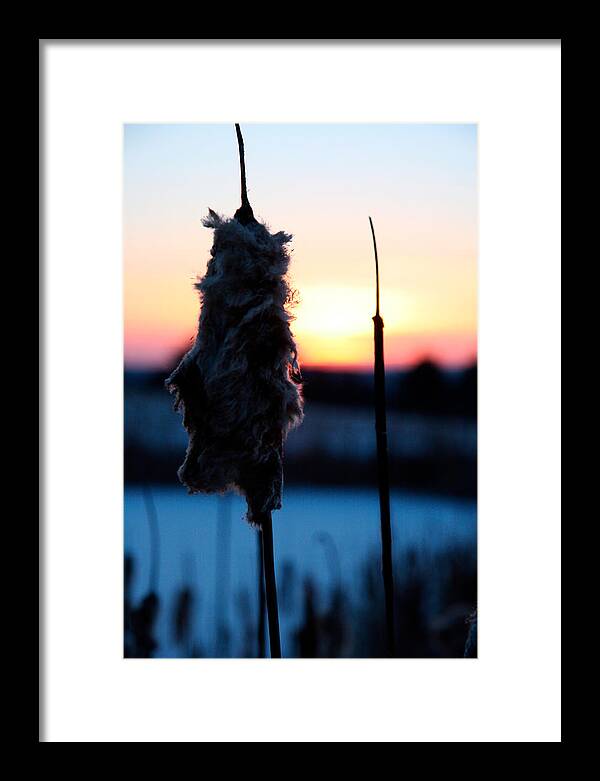 Images of Cattails - Framed Print