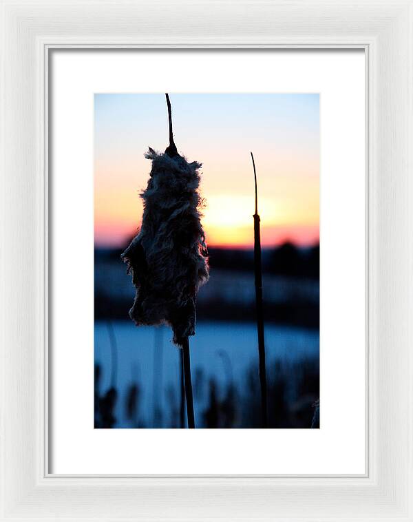 Images of Cattails - Framed Print