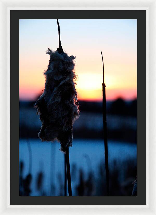 Images of Cattails - Framed Print