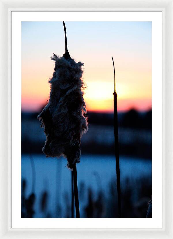 Images of Cattails - Framed Print