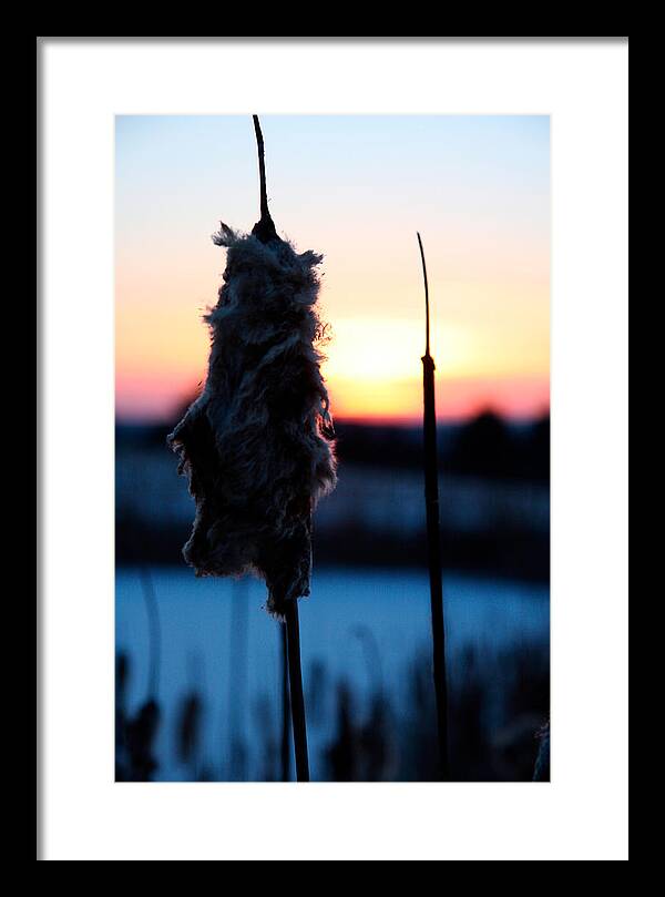 Images of Cattails - Framed Print