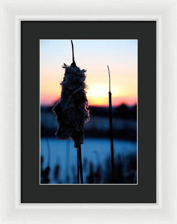 Images of Cattails - Framed Print