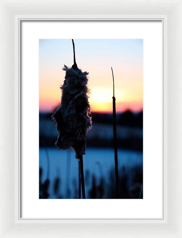 Images of Cattails - Framed Print