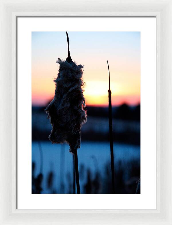 Images of Cattails - Framed Print