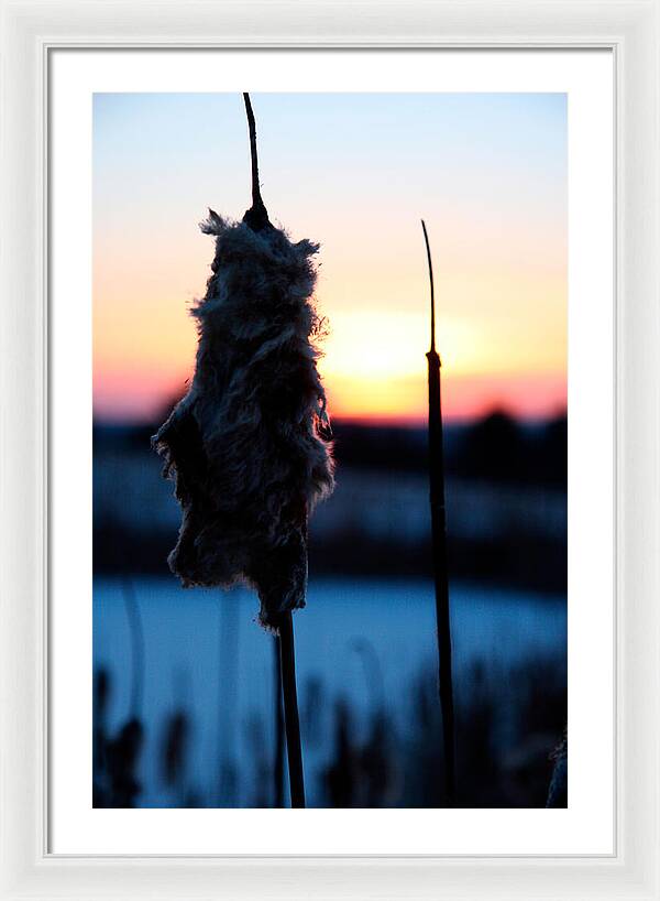 Images of Cattails - Framed Print