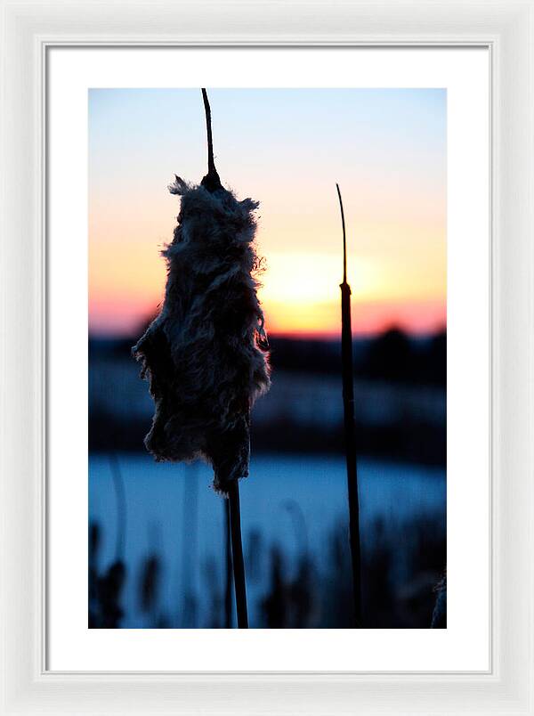 Images of Cattails - Framed Print