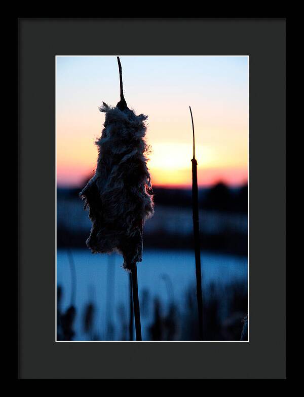 Images of Cattails - Framed Print