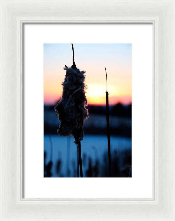 Images of Cattails - Framed Print