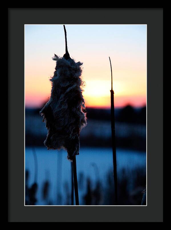 Images of Cattails - Framed Print