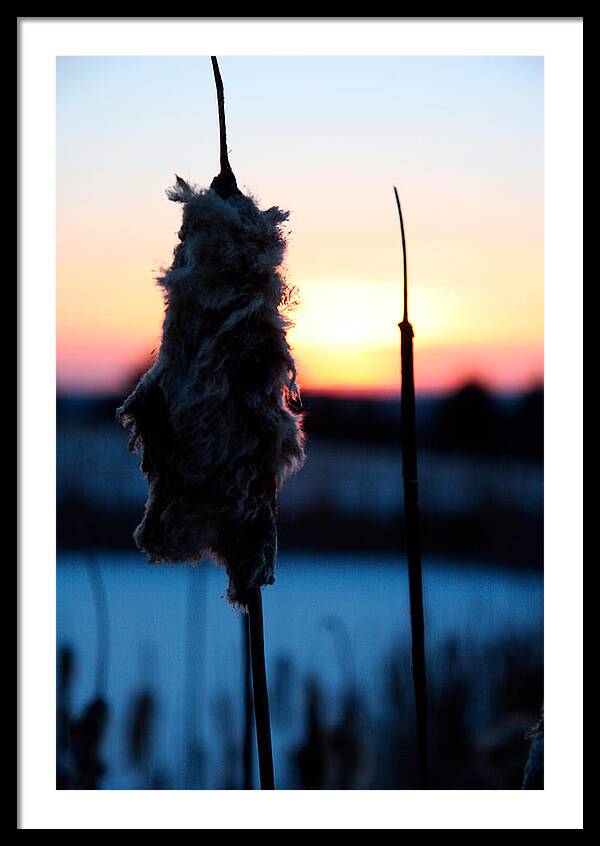 Images of Cattails - Framed Print