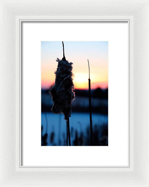 Images of Cattails - Framed Print