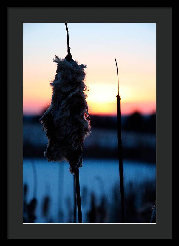 Images of Cattails - Framed Print