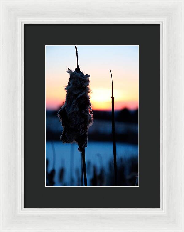 Images of Cattails - Framed Print