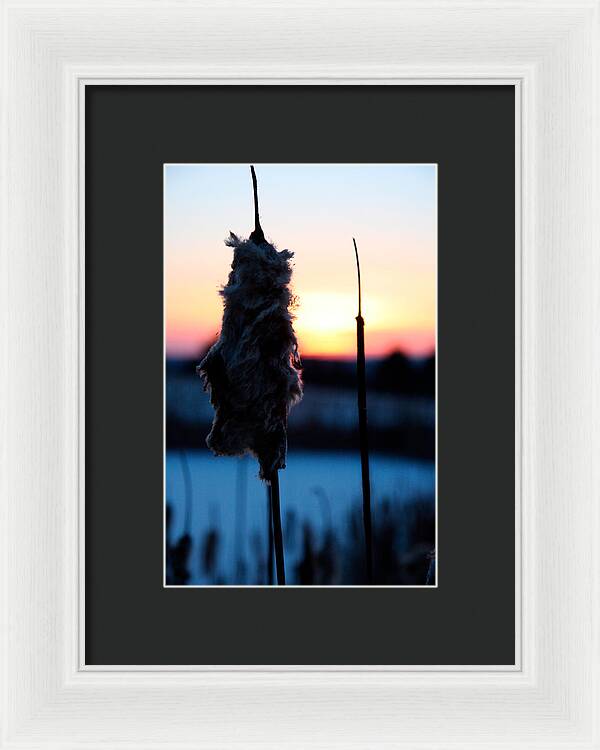 Images of Cattails - Framed Print