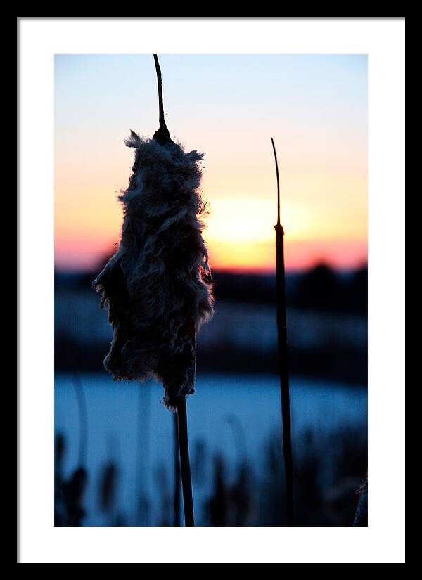 Images of Cattails - Framed Print