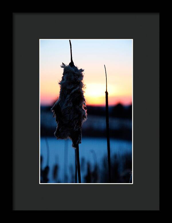 Images of Cattails - Framed Print