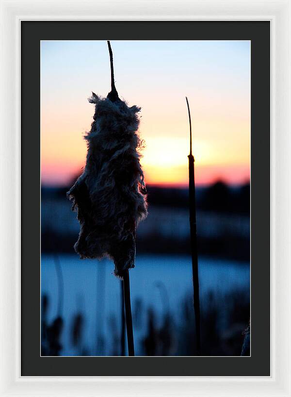 Images of Cattails - Framed Print