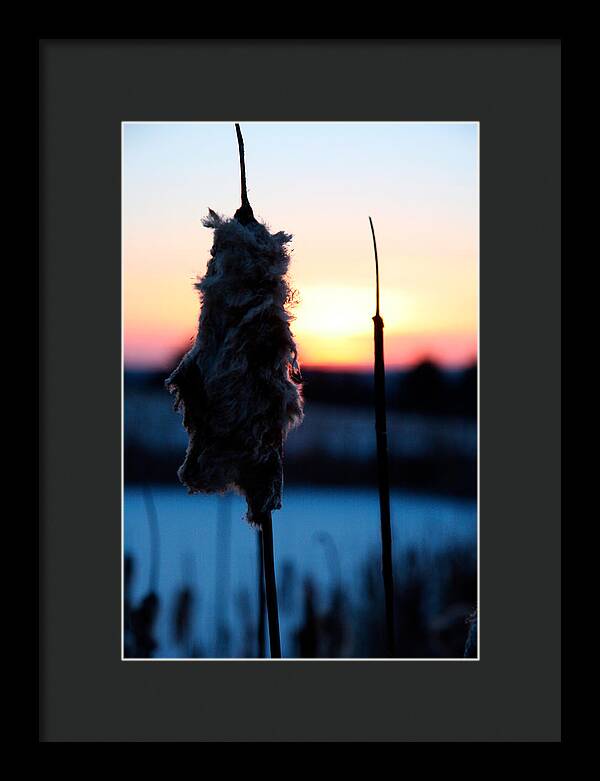 Images of Cattails - Framed Print