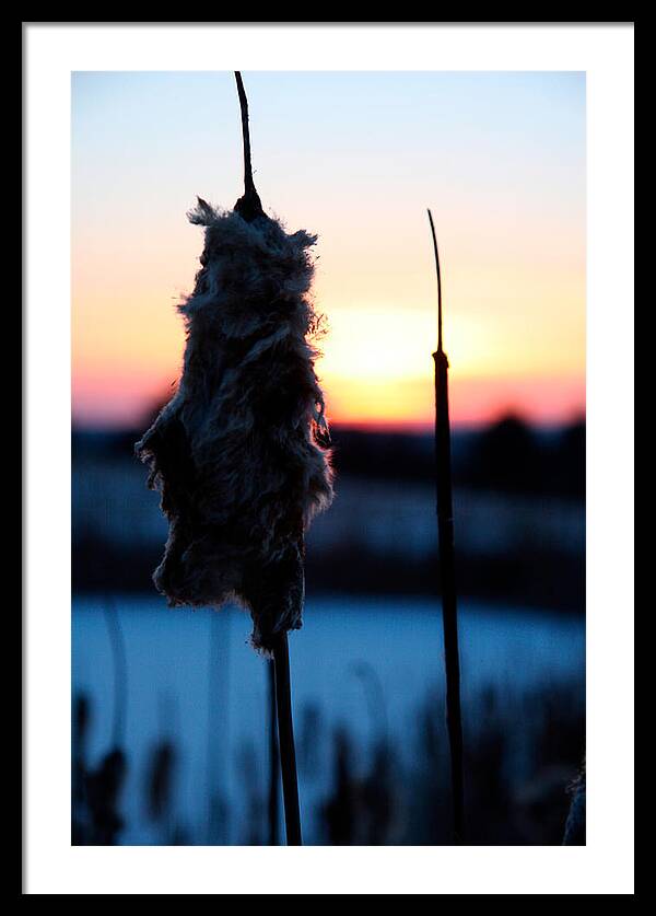 Images of Cattails - Framed Print