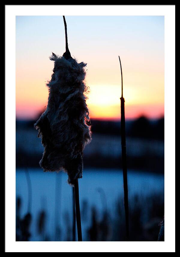 Images of Cattails - Framed Print