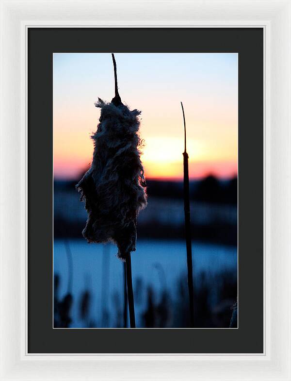 Images of Cattails - Framed Print