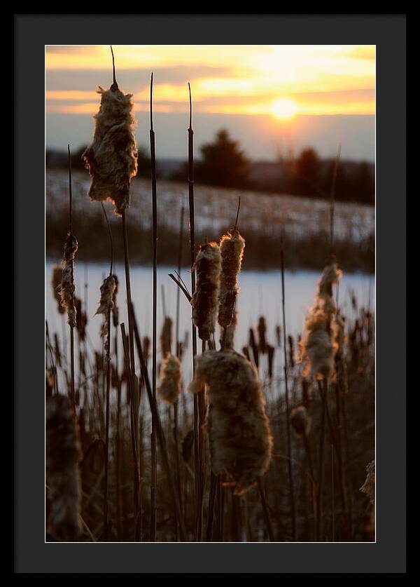 Pictures of Cattails - Framed Print