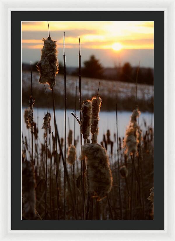 Pictures of Cattails - Framed Print