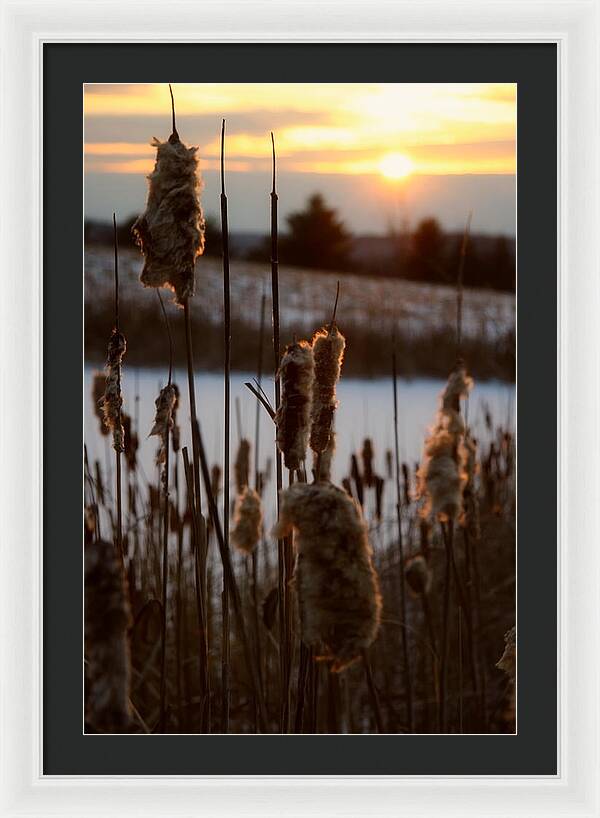 Pictures of Cattails - Framed Print