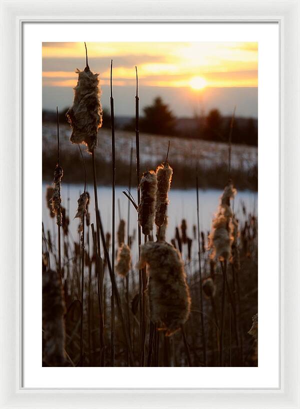 Pictures of Cattails - Framed Print