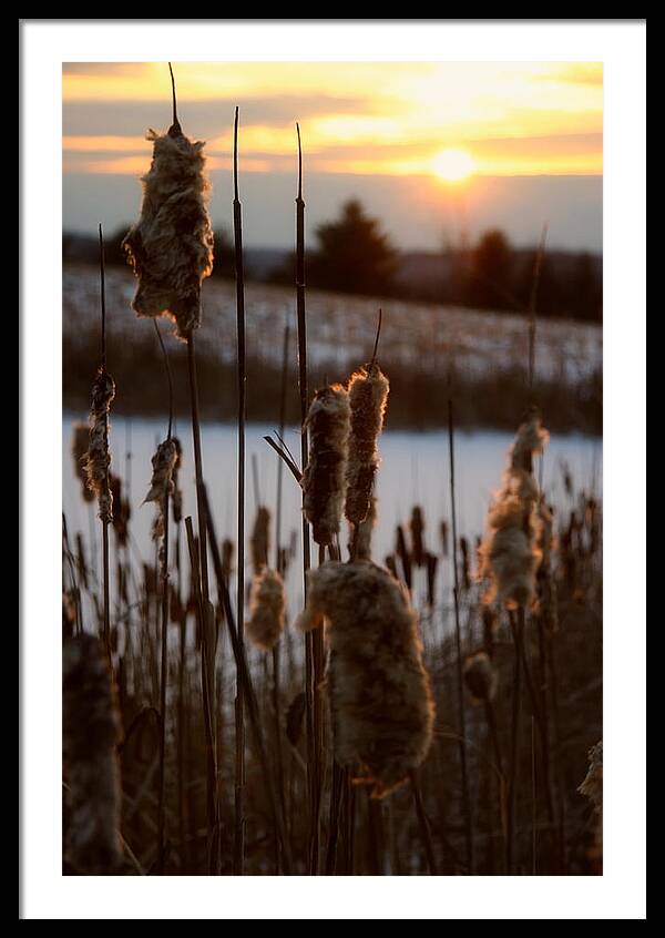 Pictures of Cattails - Framed Print