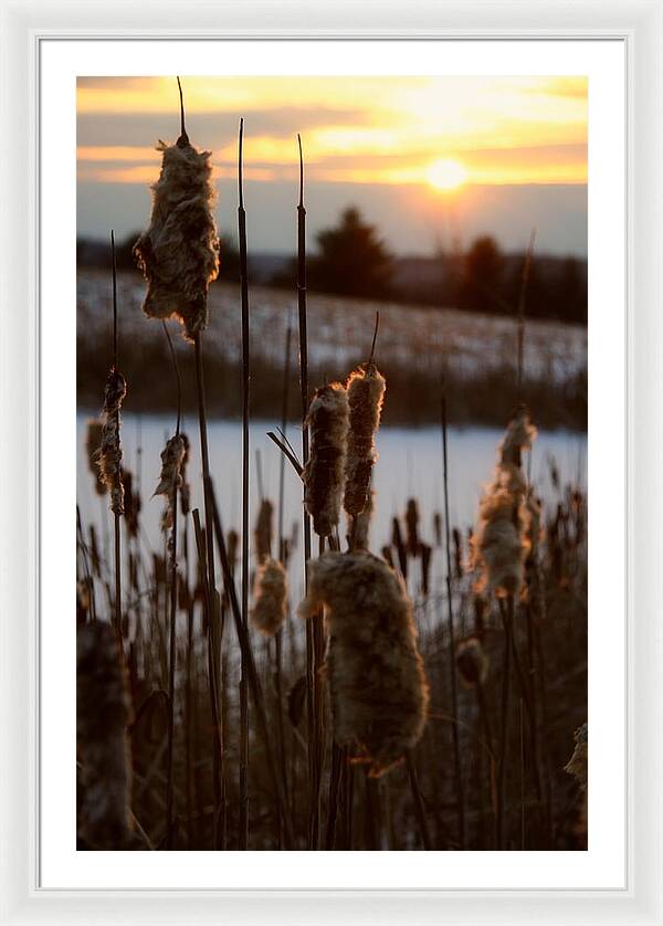 Pictures of Cattails - Framed Print