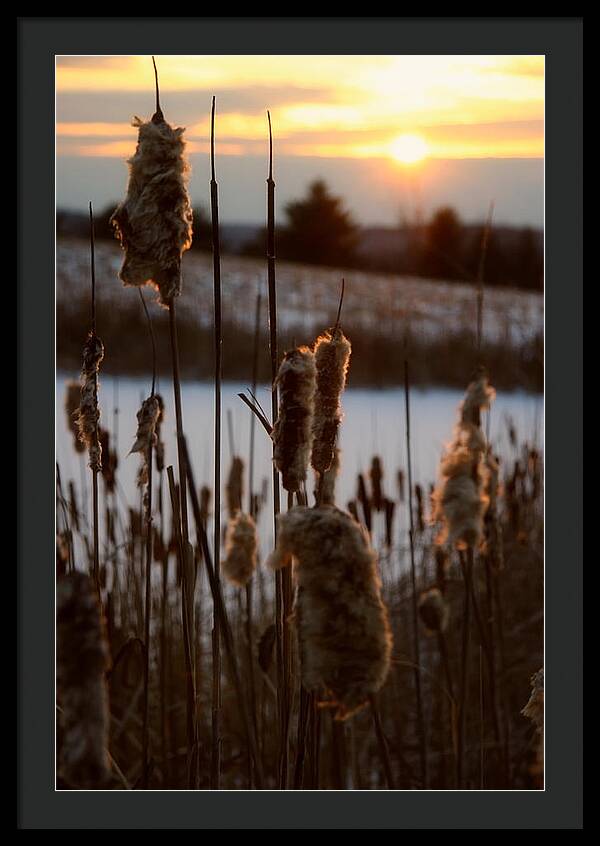 Pictures of Cattails - Framed Print