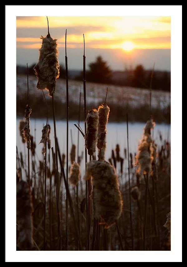 Pictures of Cattails - Framed Print